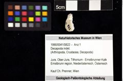 Foto (Objket + Etiketten) von Decapoda indet. 